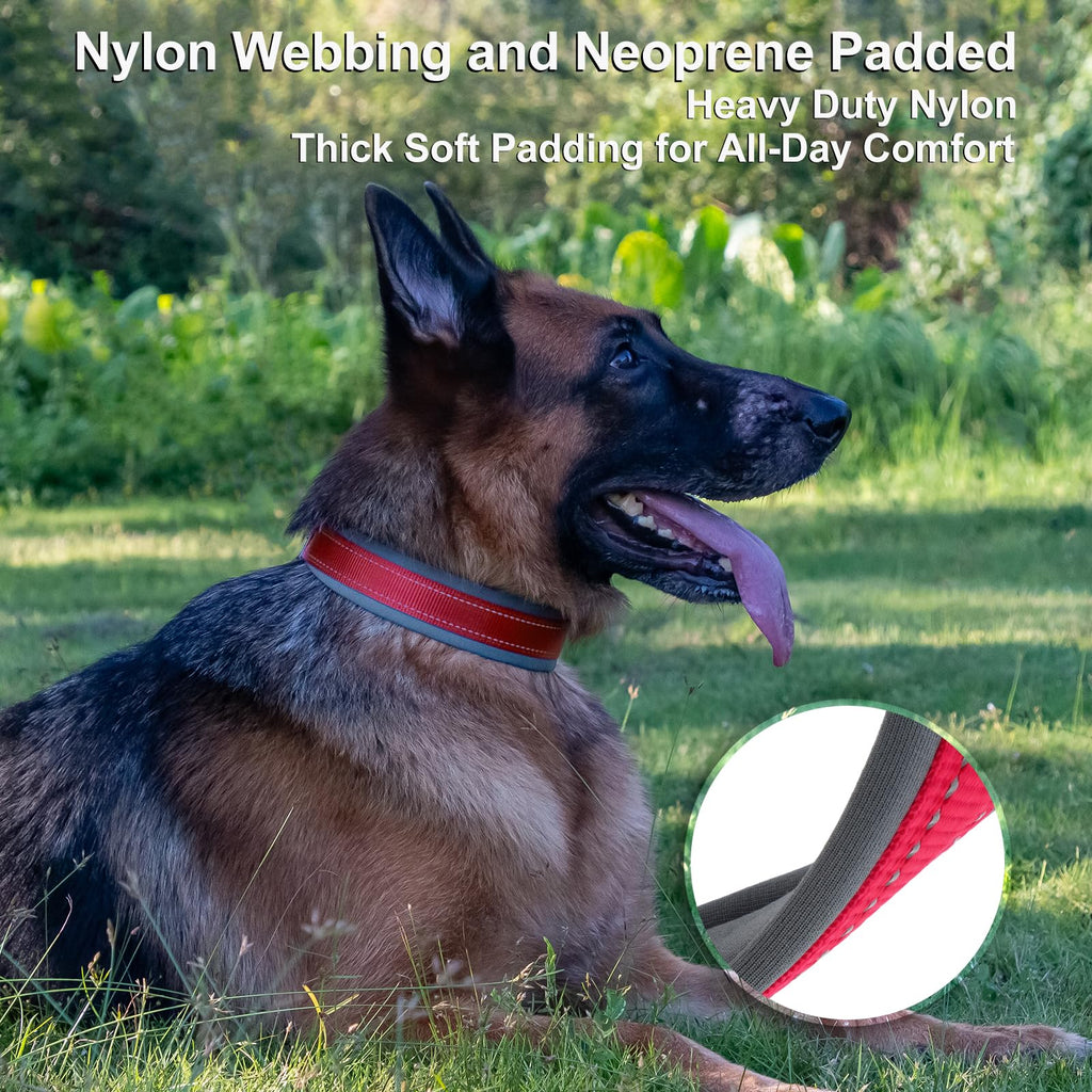 Personalized Dog Collar E276
