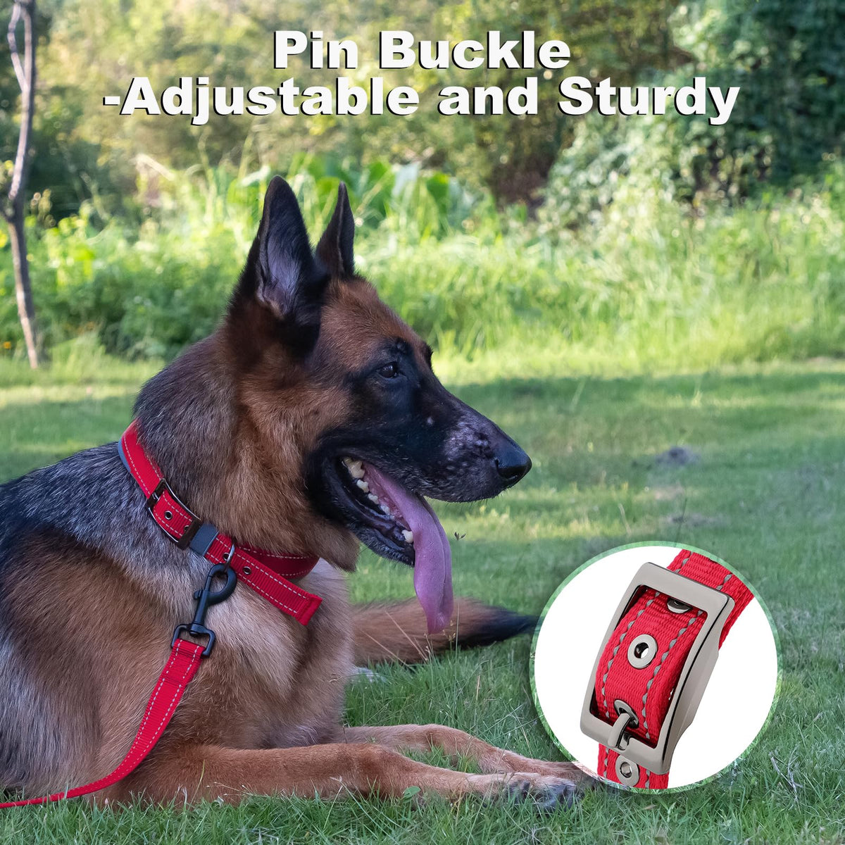 Personalized Dog Collar E276
